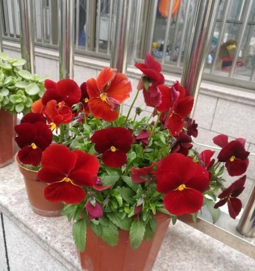中秋节送什么花最有意义？花语背后的含义是什么？