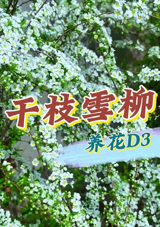 就像枯树的花语是什么？如何理解枯树的象征意义？