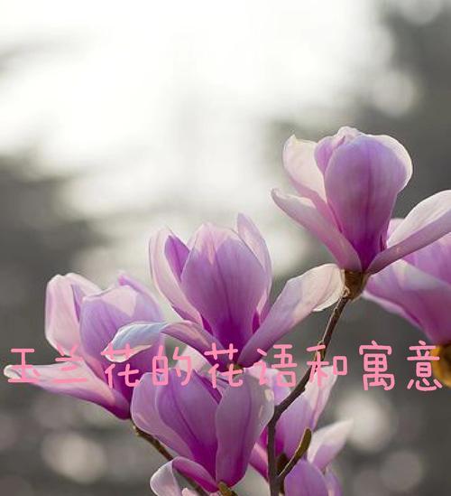 5201314的花语是什么？这个数字组合代表了什么含义？
