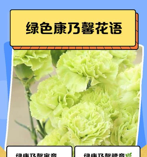 康乃馨的花语代表了什么？不同颜色的康乃馨花语有何不同？
