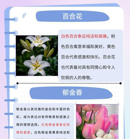 康乃馨的花语代表了什么？不同颜色的康乃馨花语有何不同？