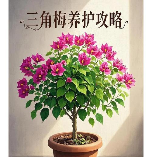 三角梅枯叶的补救措施有哪些？