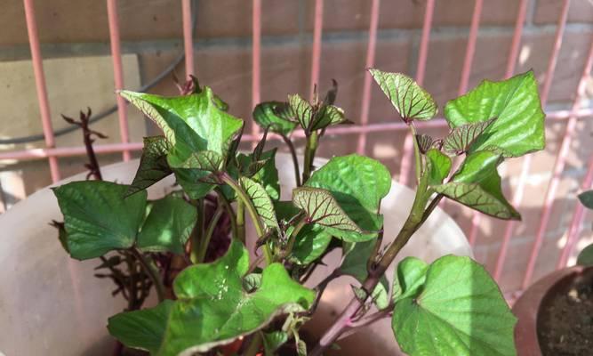 阳台扶手种植花卉有哪些美观的选择？