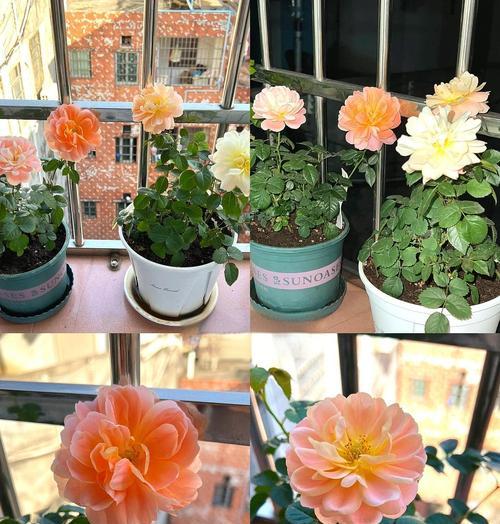 阳台扶手种植花卉有哪些美观的选择？