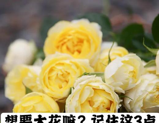 如何让月季发芽爆花？