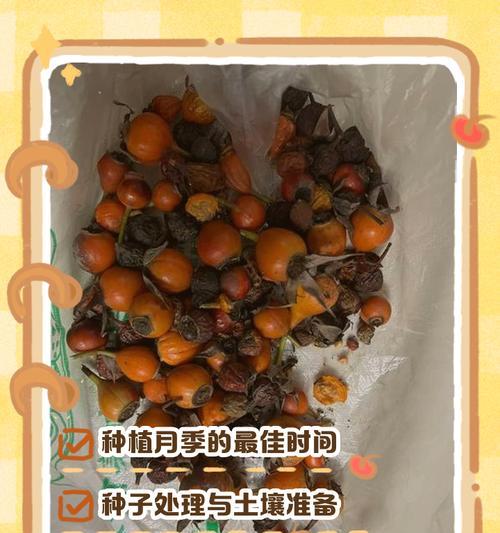 如何让月季发芽爆花？