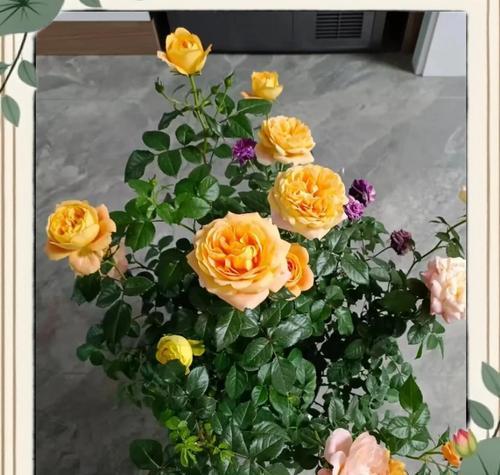 如何让月季发芽爆花？