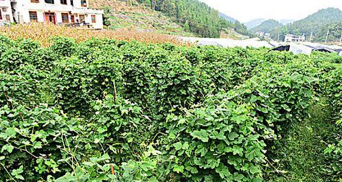 葛根的栽培技术有哪些？葛根种植需要注意什么？