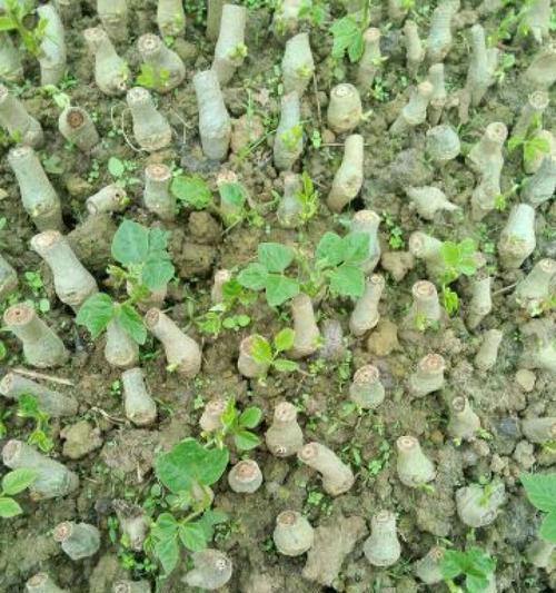 葛根的栽培技术有哪些？葛根种植需要注意什么？
