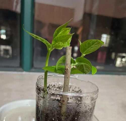 冬至时节阳台适合摆放哪些花卉？