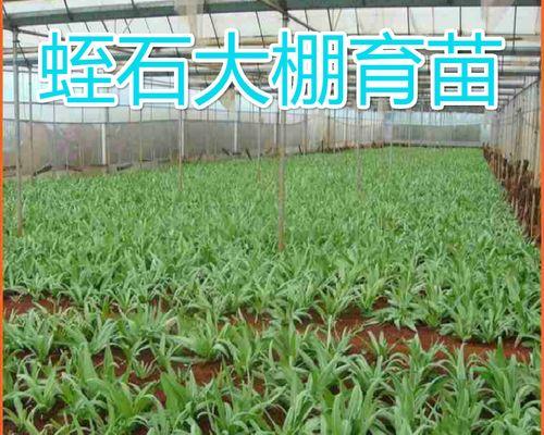 自制蛭石肥料的方法及其用途和作用是什么？