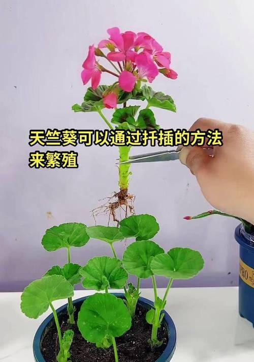 垂钓天竺葵插扦技巧是什么？步骤有哪些？