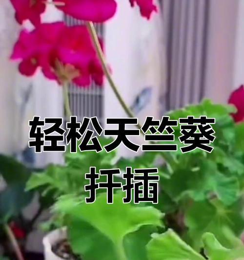 垂钓天竺葵插扦技巧是什么？步骤有哪些？