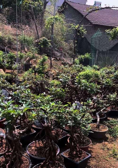 裸根盆景月季的养护方法是什么？