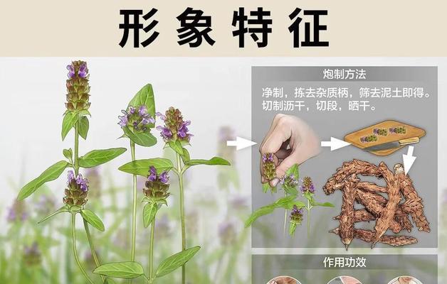 夏枯草的最佳播种时间是什么时候？