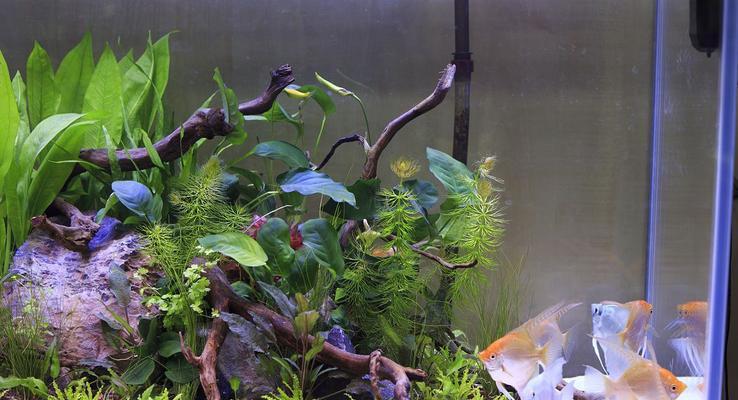 水生植物微型小碗有哪些推荐？如何选择合适的微型小碗？