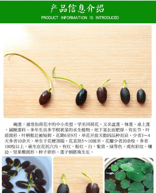 水生植物微型小碗有哪些推荐？如何选择合适的微型小碗？