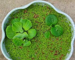 水生植物微型小碗有哪些推荐？如何选择合适的微型小碗？