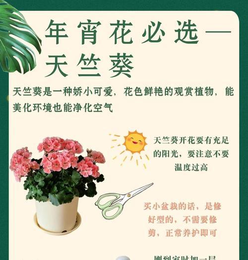 夏天天竺葵的正确浇水方法是什么？