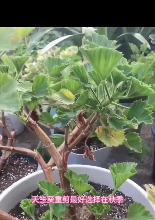 夏天天竺葵的正确浇水方法是什么？