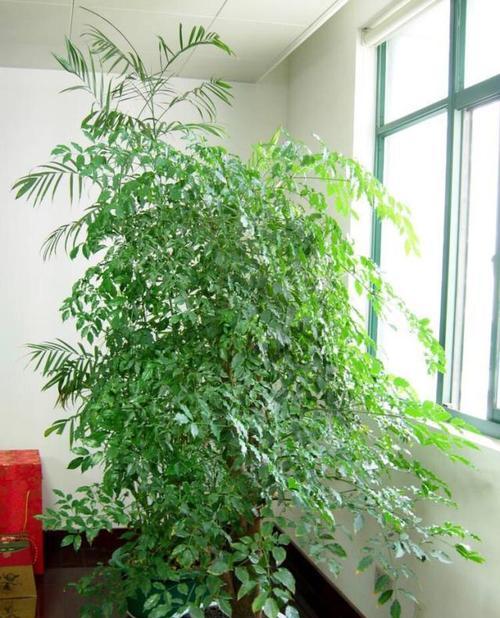 阳台全年种植花卉推荐有哪些？