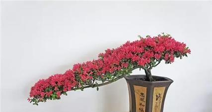 馒头柳树盆景养护指南：怎样才能养出健康枝条？