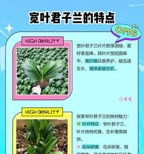 君子兰适合搭配哪种花瓶？