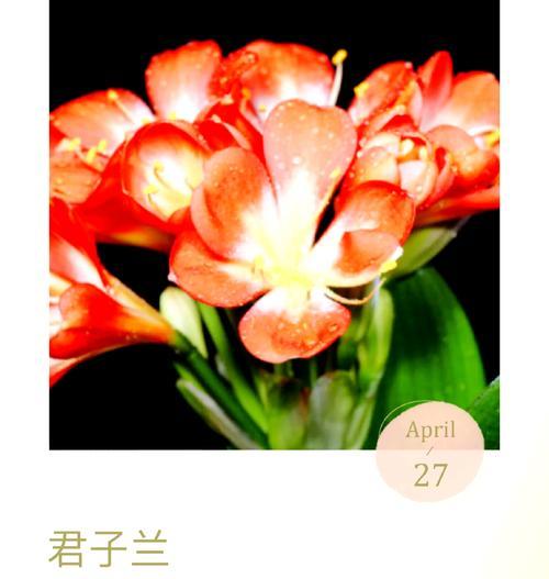 君子兰适合搭配哪种花瓶？