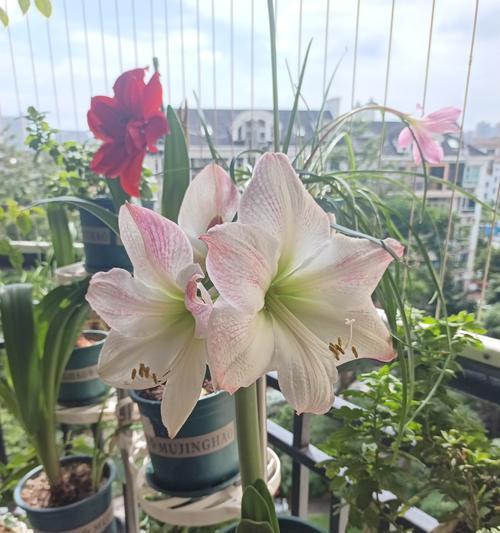 椭圆形球状植物是朱顶红吗？