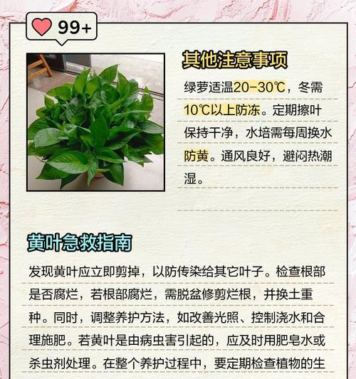 家养绿萝叶子发黄的处理方法？