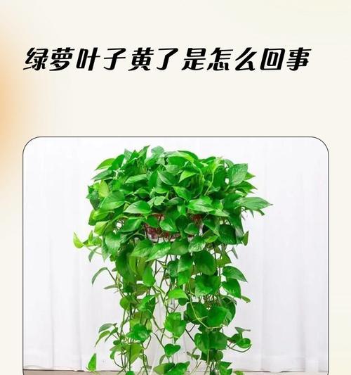家养绿萝叶子发黄的处理方法？