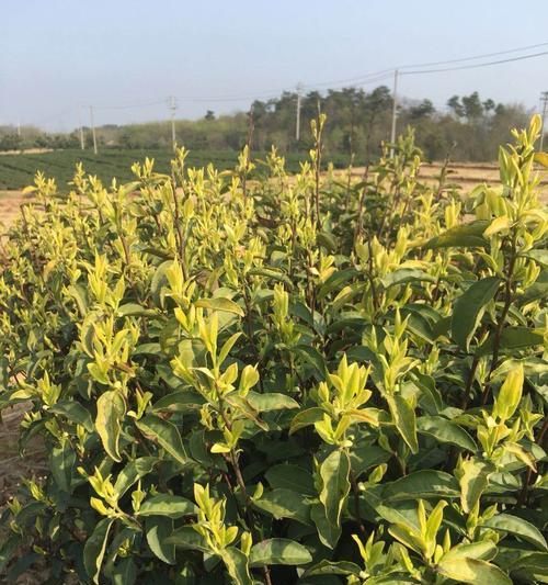 黄芽栽培的关键技术要点是什么？