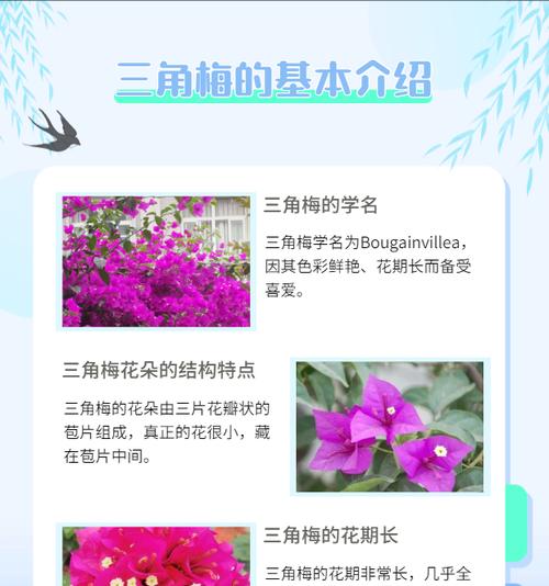 高档观赏植物大全包括哪些品种？