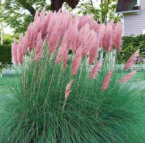 高档观赏植物大全包括哪些品种？