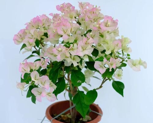 高档观赏植物大全包括哪些品种？