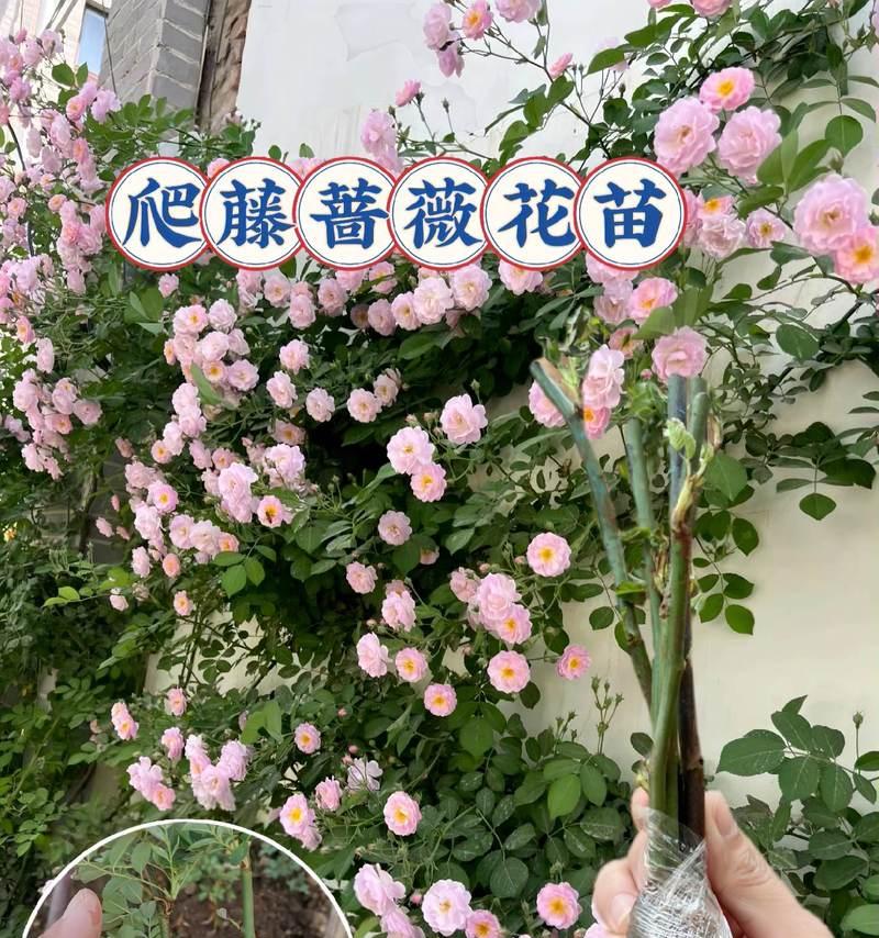 爬藤花在阳台种植的好处有哪些？如何选择合适的品种？