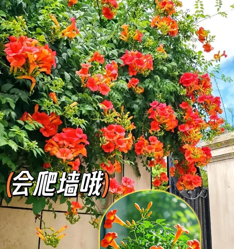 爬藤花在阳台种植的好处有哪些？如何选择合适的品种？