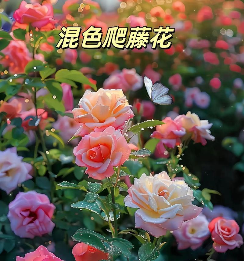 爬藤花在阳台种植的好处有哪些？如何选择合适的品种？