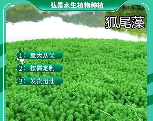 鱼塘适合种植哪些水生植物？