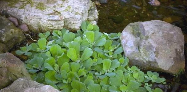 鱼塘适合种植哪些水生植物？