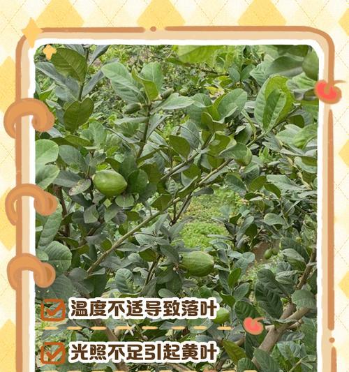 柠檬叶子稀少且发黄的原因是什么？