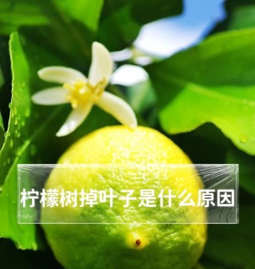 柠檬叶子稀少且发黄的原因是什么？