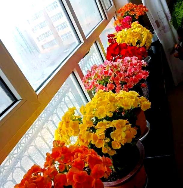 广东东南向阳台适宜种植哪些花卉？