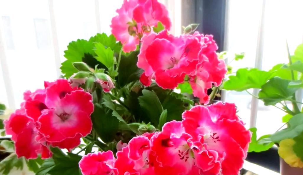 广东东南向阳台适宜种植哪些花卉？
