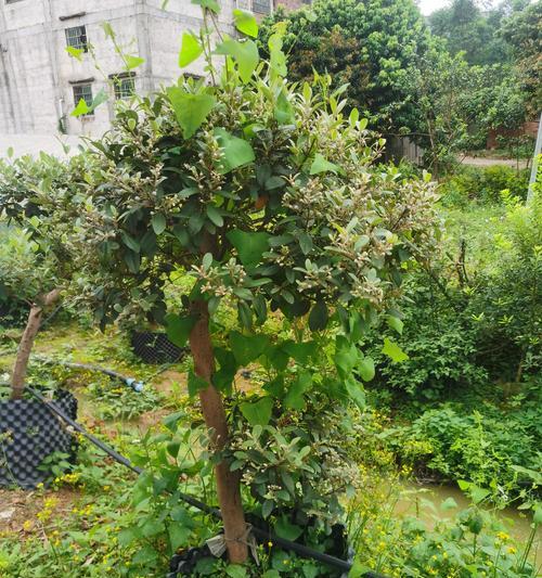 淘金娘精品盆景怎么样？如何挑选和养护？