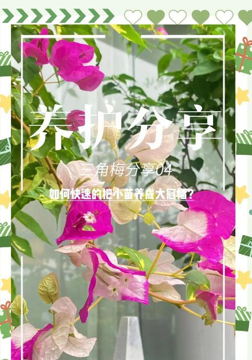三角梅燕了如何救活？有哪些有效方法？