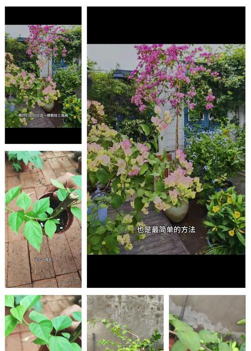 三角梅燕了如何救活？有哪些有效方法？