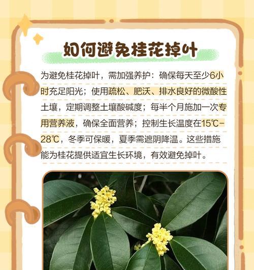 冬天如何正确为桂花浇水以保持叶子健康？