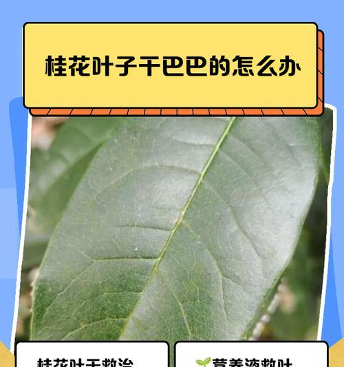 冬天如何正确为桂花浇水以保持叶子健康？