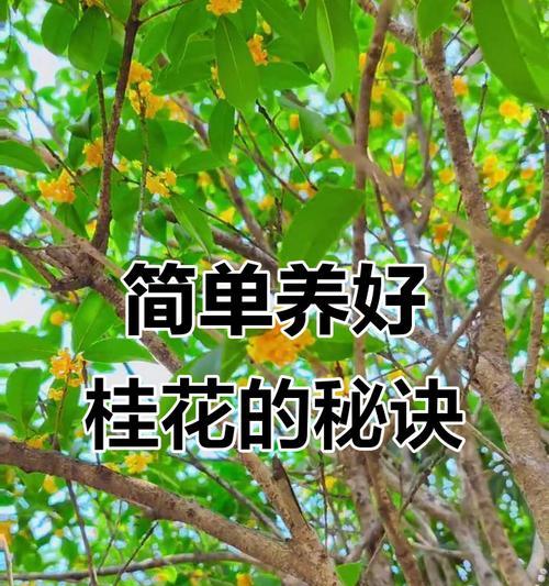 冬天如何正确为桂花浇水以保持叶子健康？
